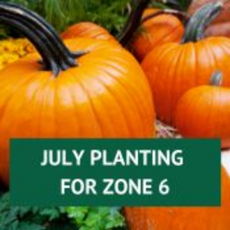 Picture for category July Planting for Zone 6