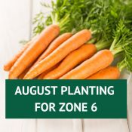 Picture for category August Planting for Zone 6