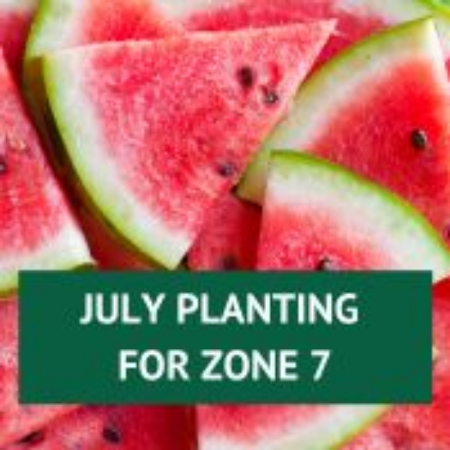 Picture for category July Planting for Zone 7
