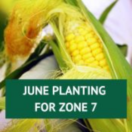 Picture for category June Planting for Zone 7