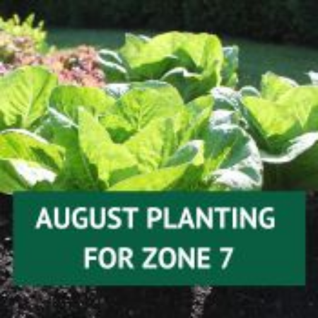 Picture for category August Planting for Zone 7