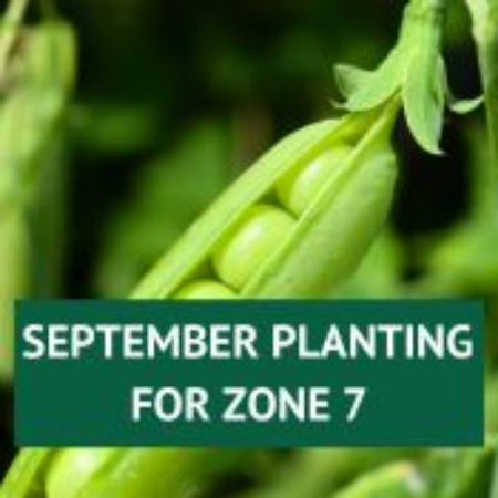 Picture for category September Planting for Zone 7