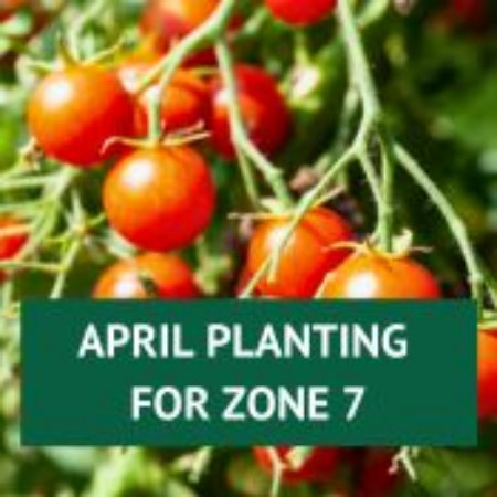 Picture for category April Planting for Zone 7