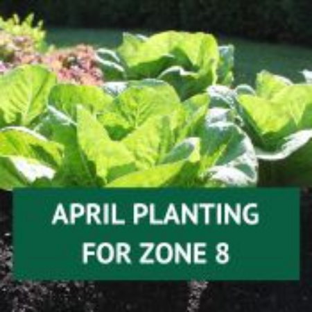 Picture for category April Planting for Zone 8