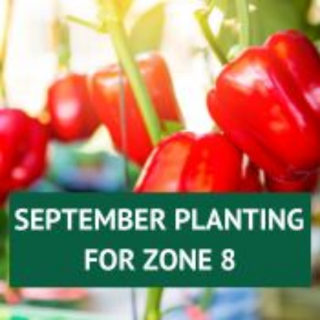 Picture for category September Planting for Zone 8