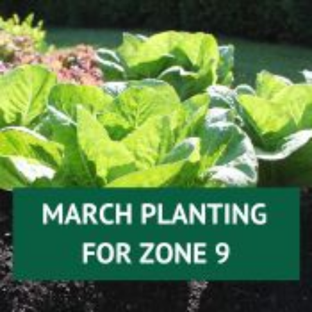 Picture for category March Planting for Zone 9