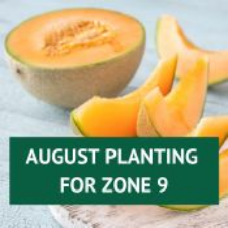 Picture for category August Planting for Zone 9
