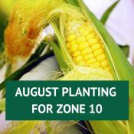 Picture for category August Planting for Zone 10