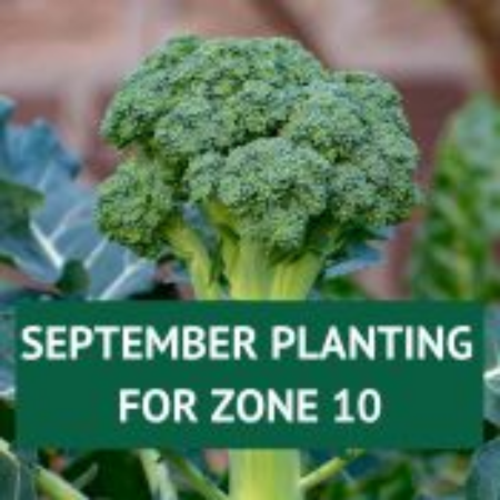 Picture for category September Planting for Zone 10