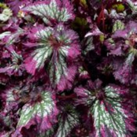 Picture for category Rex Begonia Plants