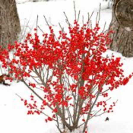 Picture for category Winterberry Plants