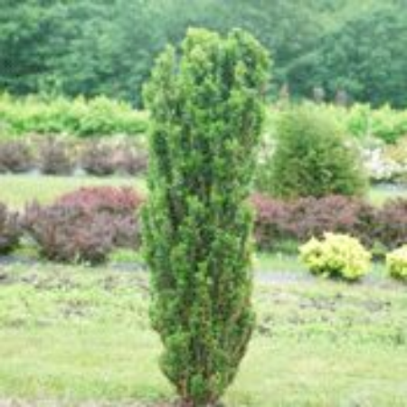Picture for category Yew Shrubs