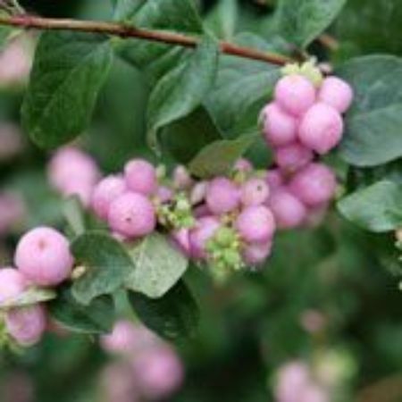 Picture for category Coralberry Shrubs