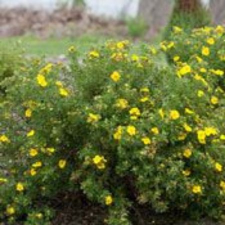 Picture for category Potentilla Shrubs