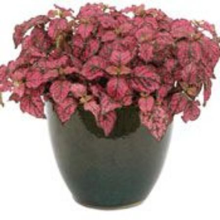 Picture for category Hypoestes Plants