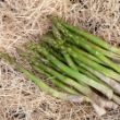 Picture of Jersey Knight Asparagus Plant - 2-3 Year Crowns - 10-Pack