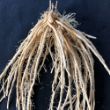 Picture of Jersey Supreme Asparagus Plant - 2-3 Year Crowns - 10-Pack