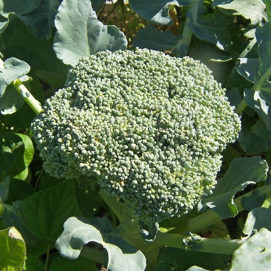 Picture of Packman Broccoli Plant