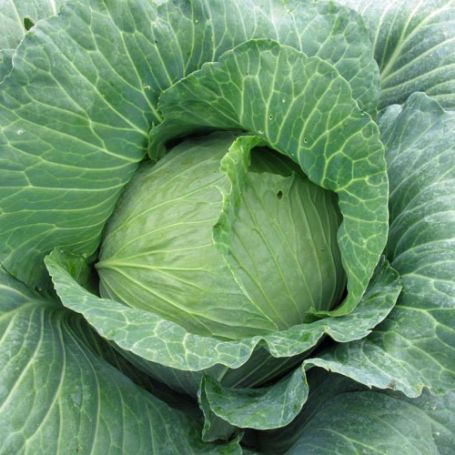 Picture of Late Flat Dutch Cabbage Plant