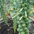 Picture of Long Island Improved Brussels Sprouts Plant