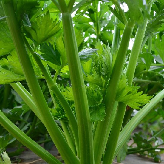 Picture of Tall Utah Celery Plant