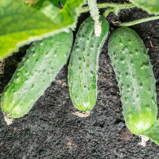 Picture of Homemade Pickles Cucumber Plant