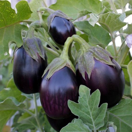 Picture of Black Beauty Eggplant Plant