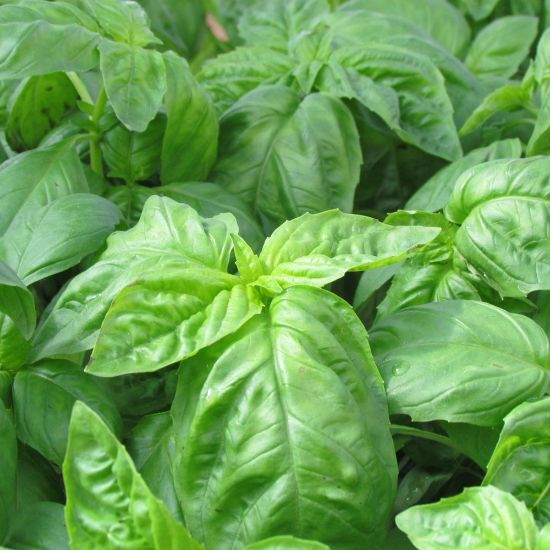 Picture of Italian Large Leaf Basil Herb Plant