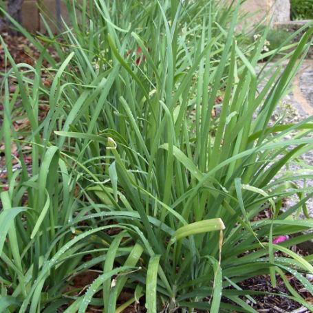 Picture of Garlic Chive Herb Plant