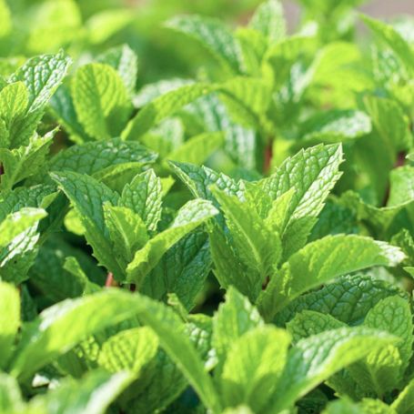 Picture of Peppermint Mint Herb Plant