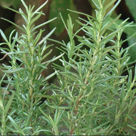 Picture of Rosemary Herb Plant