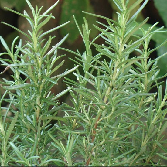 Picture of Rosemary Herb Plant
