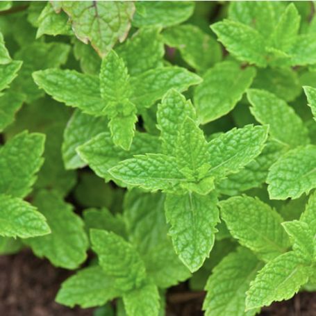Picture of Spearmint Mint Herb Plant