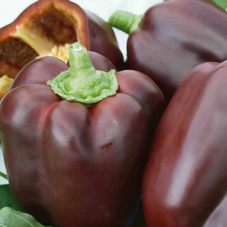 Picture of Chocolate Beauty Sweet Pepper Plant