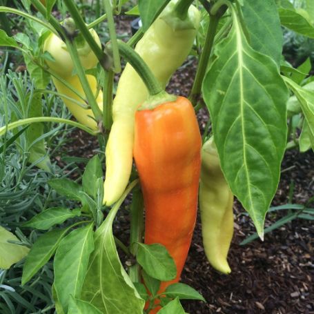 Picture of Sweet Banana Sweet Pepper Plant