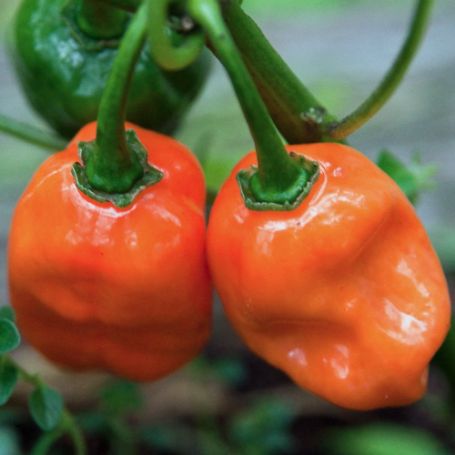 Picture of Habanero Hot Pepper Plant