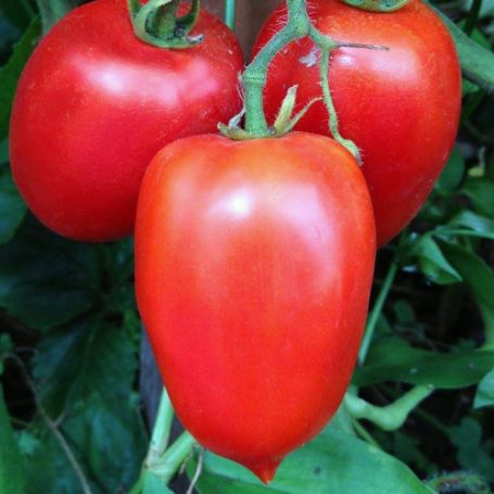 Picture of Amish Paste Tomato Plant