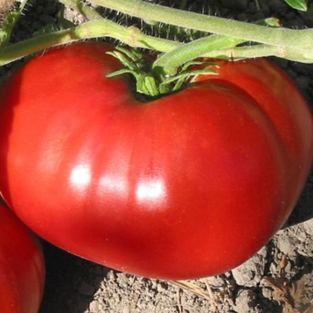 Picture of Delicious Tomato Plant