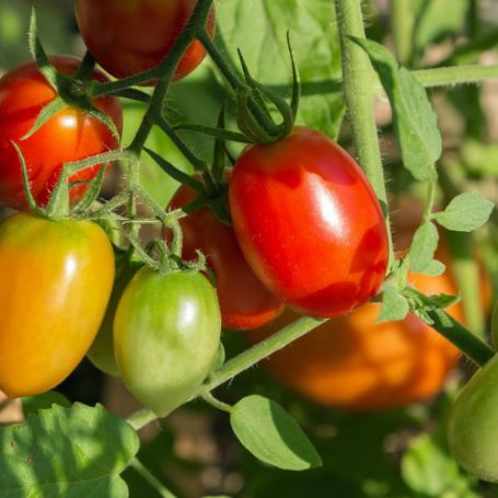 Picture of Roma Tomato Plant