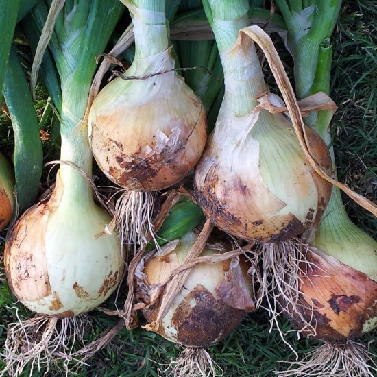 Picture of Texas 1015Y Super Sweet Onion