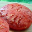 Picture of Caspian Pink Tomato Plant