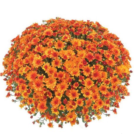 Picture of Belgian Mum® Urano Orange Plant