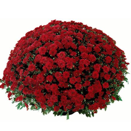 Picture of Belgian Mum® Savona Red Plant