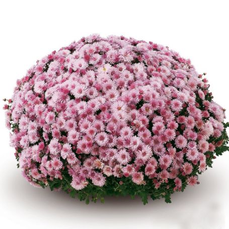 Picture of Belgian Mum® Milano Pink Plant
