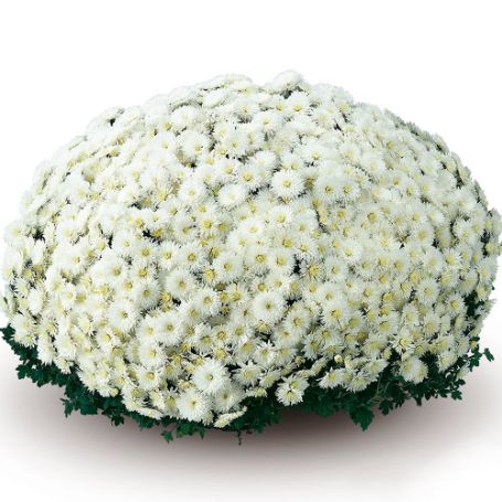 Picture of Belgian Mum® Milano White Plant