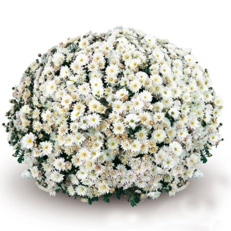 Picture of Belgian Mum® Padre White Plant