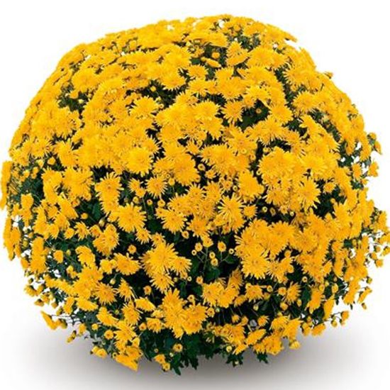 Picture of Belgian Mum® Cesaro Yellow Plant