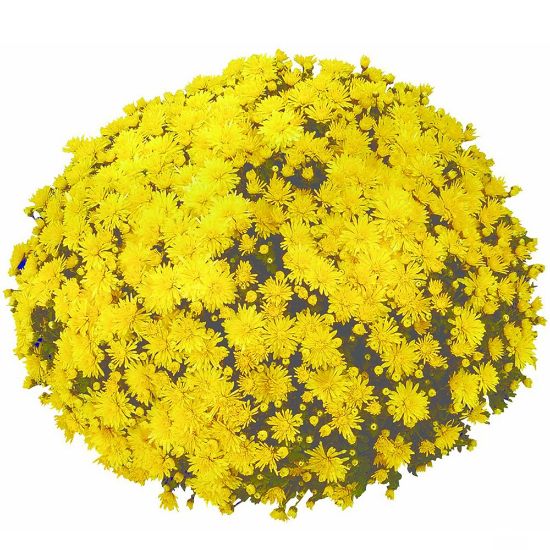 Picture of Belgian Mum® Milano Yellow Plant