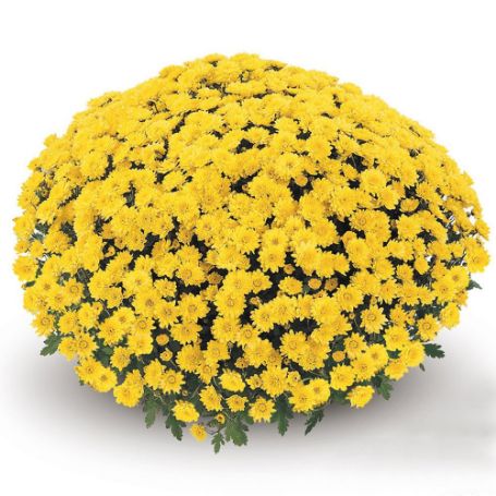 Picture of Belgian Mum® Dark Veria Yellow Plant