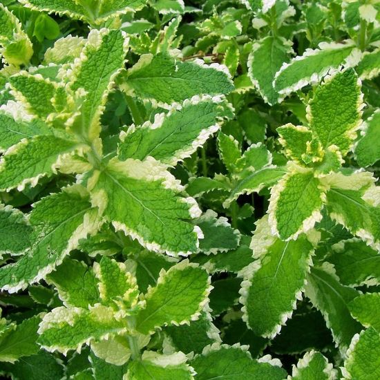Picture of Pineapple Mint Herb Plant